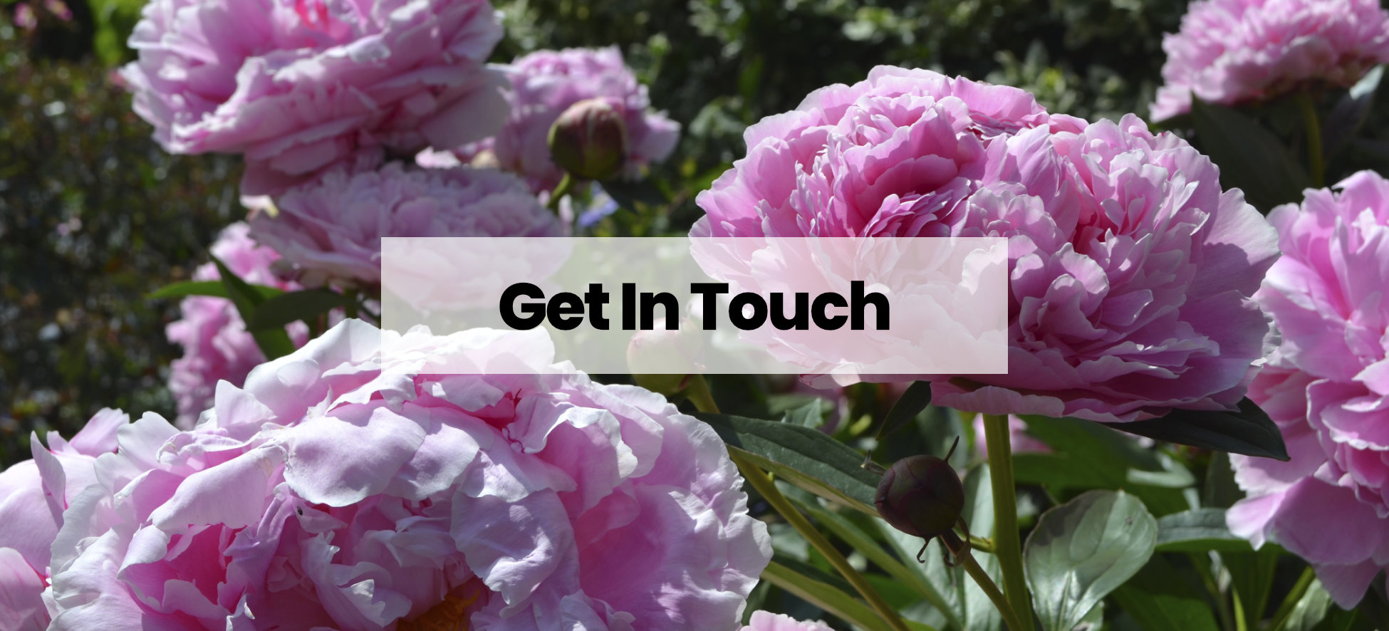 Get In Touch Pink Peonies Header